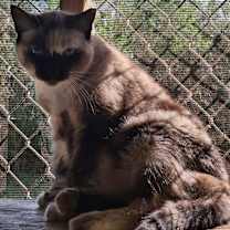 Thumbnail photo of Queen B #1