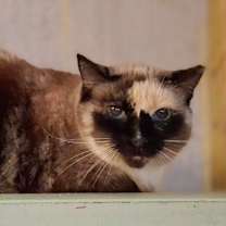 Thumbnail photo of Queen B #3