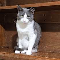 Thumbnail photo of Greyson #3