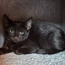 Thumbnail photo of Agamemnon #1