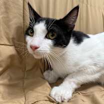 Thumbnail photo of Maroon #3