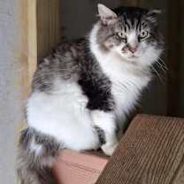 Thumbnail photo of Mr. Big #3