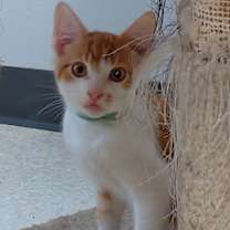 Thumbnail photo of Sunny @ The Cat's Brew #3