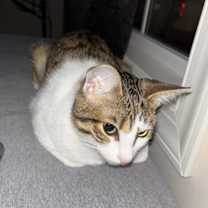 Thumbnail photo of Lilly #4