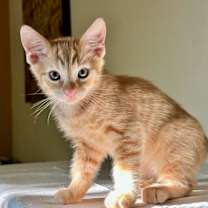 Thumbnail photo of Cosmo #2