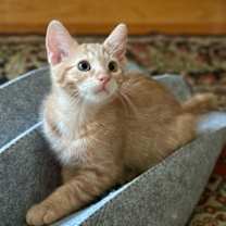 Thumbnail photo of Cosmo #4