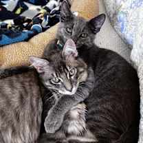 Thumbnail photo of Casper #3