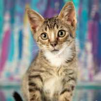 Thumbnail photo of Alexander #2