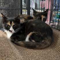 Thumbnail photo of Trixie #2