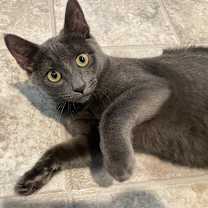 Thumbnail photo of Enid (incontinent)  #3