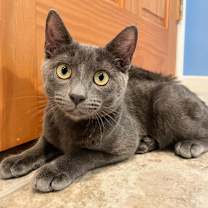 Thumbnail photo of Enid (incontinent)  #4