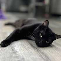 Thumbnail photo of Blaze #4