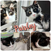 Thumbnail photo of Paisley #1