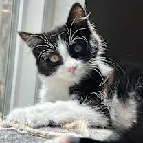 Thumbnail photo of Paisley #2