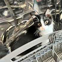 Thumbnail photo of Paisley #3