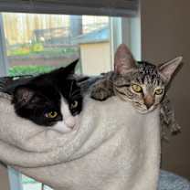 Thumbnail photo of Paisley #4