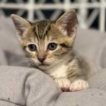 Thumbnail photo of Stella #1