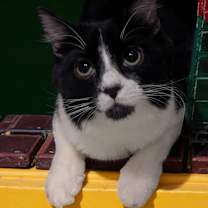 Thumbnail photo of Oreo #1