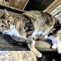 Thumbnail photo of Tiki #1