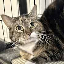 Thumbnail photo of Tiki #3