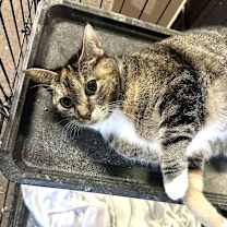 Thumbnail photo of Tiki #4