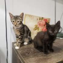 Thumbnail photo of Zhasmin #1