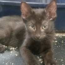 Thumbnail photo of Zhasmin #2