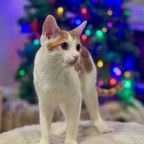 Thumbnail photo of Remington C Ingram #3