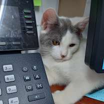 Thumbnail photo of Hobie  #3