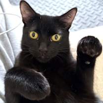 Thumbnail photo of Celeste #3