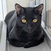 Thumbnail photo of Celeste #4