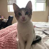 Thumbnail photo of Mochi #2