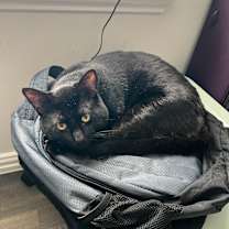 Thumbnail photo of Lazlo #2