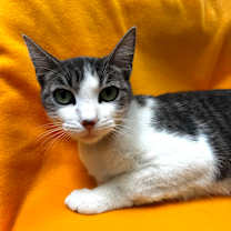 Thumbnail photo of Aria #2