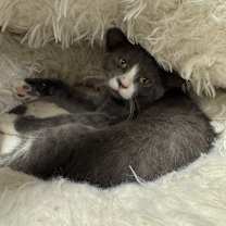 Thumbnail photo of Misty  #4