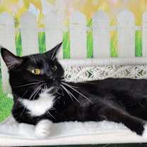 Thumbnail photo of Mayfly #3