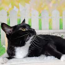 Thumbnail photo of Mayfly #4