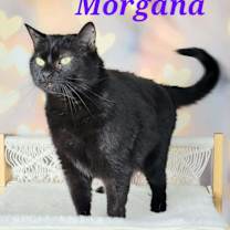 Thumbnail photo of Morgana #1