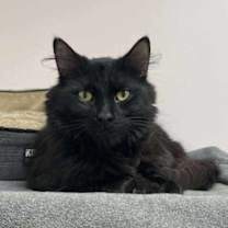 Thumbnail photo of Quokka #3