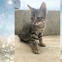 Thumbnail photo of Brittani #1