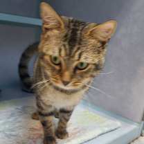 Thumbnail photo of Zino #2