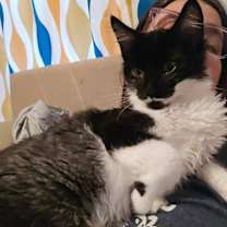 Thumbnail photo of Fluffer Nutter #4