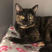 Thumbnail photo of Calypso #3