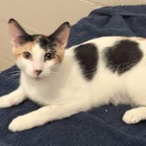 Thumbnail photo of Lola #2