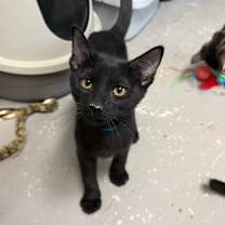 Thumbnail photo of Tator Tot #2