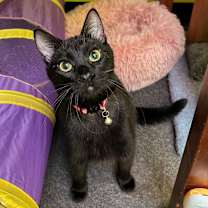 Thumbnail photo of Phantom Purr (bonded with Mystery Meowington) #1