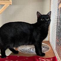 Thumbnail photo of Phantom Purr (bonded with Mystery Meowington) #2