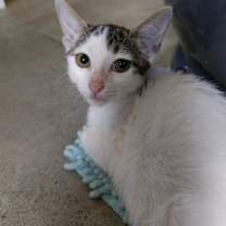 Thumbnail photo of Kirby #3