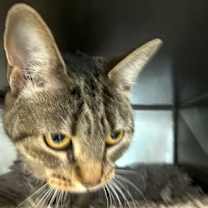 Thumbnail photo of Mistix - Available in Foster #3