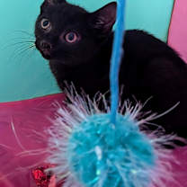 Thumbnail photo of Onyx #1